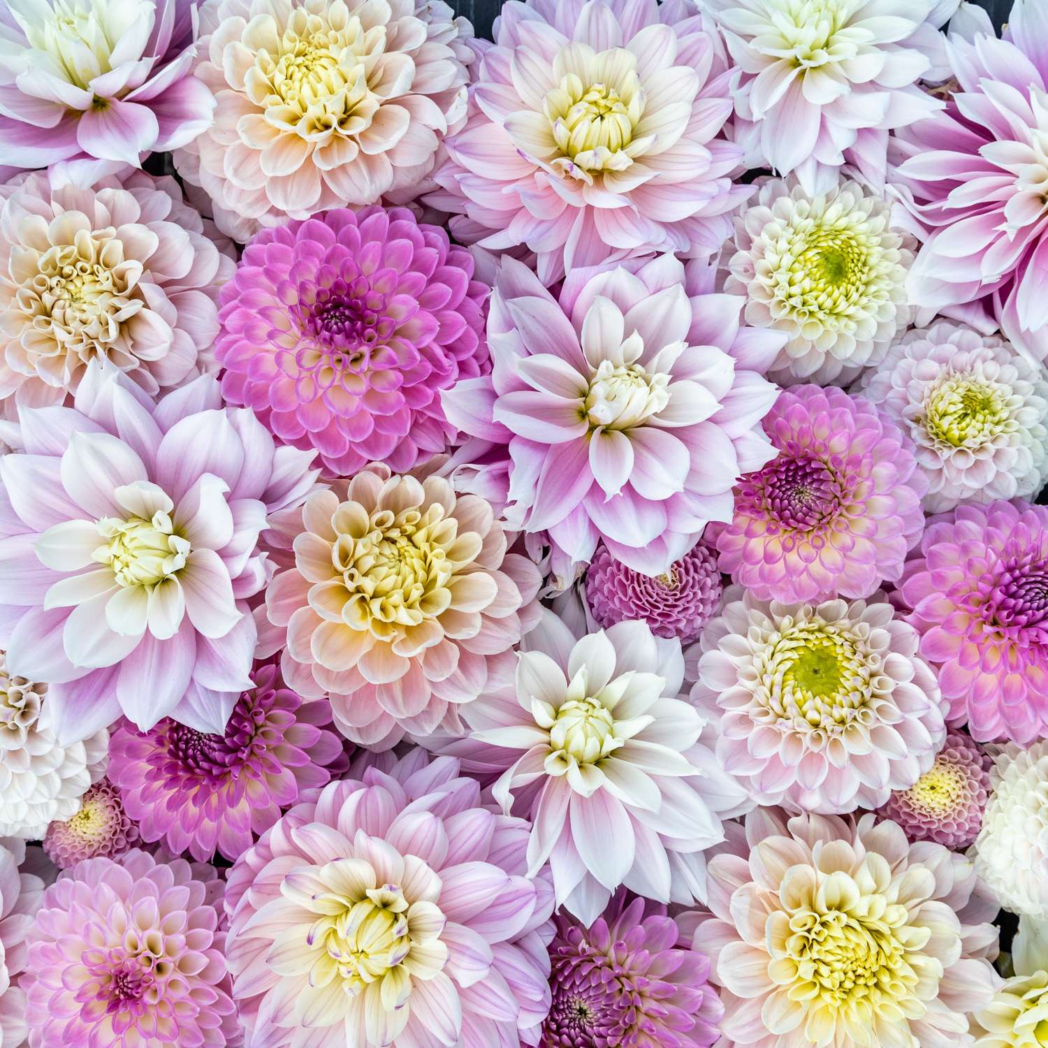Dahliamix 'Ivory Blush'